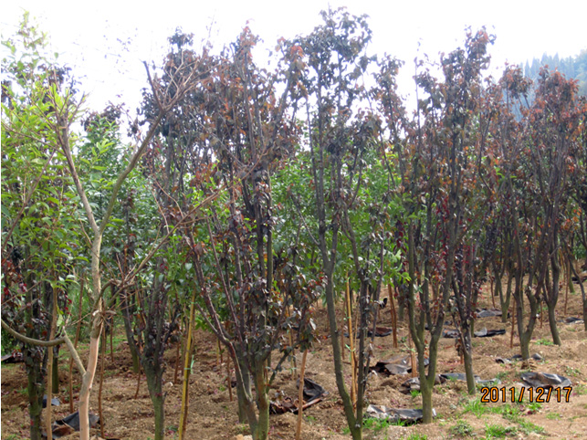 昆明高?；兀ㄈ?高海苗圃