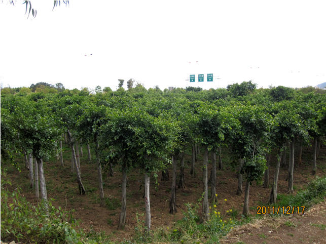 昆明高?；兀ǘ?高海苗圃