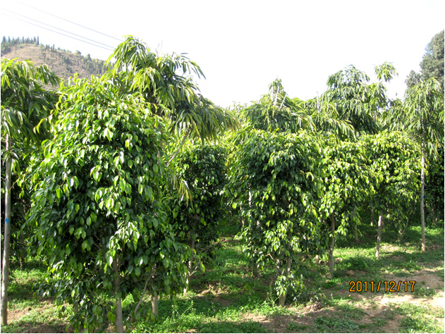 昆明高?；兀ㄒ唬?高海苗圃